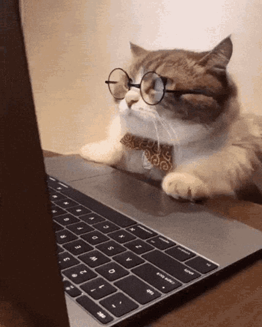 Angry Cat GIF Angry Cat Busy Discover & Share GIFs