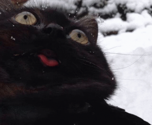 images Derpy Cat Pictures derp cat gif derp cat blackcat discover share gifs