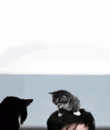 tenor.gif?itemid=10846634