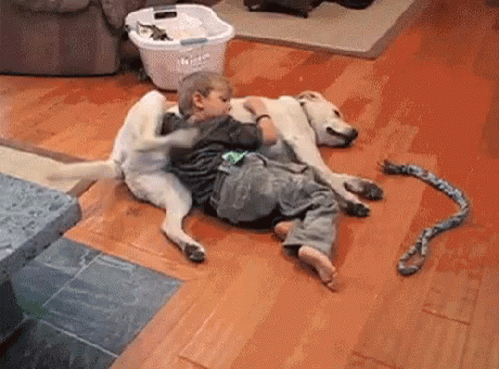 Dogs Belly Rubs GIF - Dogs BellyRubs - Discover & Share GIFs