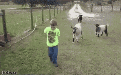 Goat Attack GIF - GoatAttack - Discover & Share GIFs
