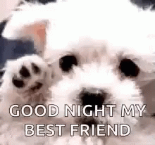 Good Night Best Friend GIF - GoodNight BestFriend Fluffy - Discover