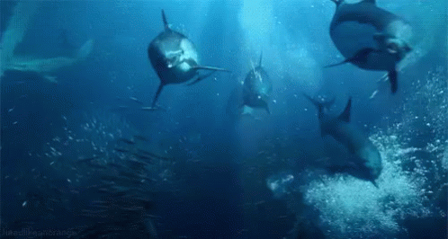 dolphins form http headlikeanorange tumblr com gif dolphins