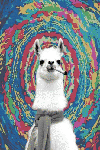 Llama Animal GIF - Llama Animal Smoke GIFs