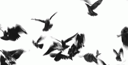 Resultado de imagen de cuervos gif