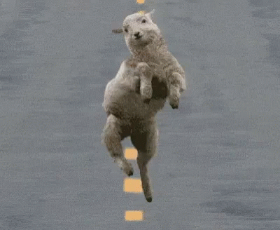 running sheep gif