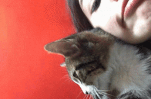 This Is The Way Hungover Gif Thisistheway Hungover Cat Discover Share Gifs This Is The Way Hungover Gif Thisistheway Hungover Cat Discover Share Gifs