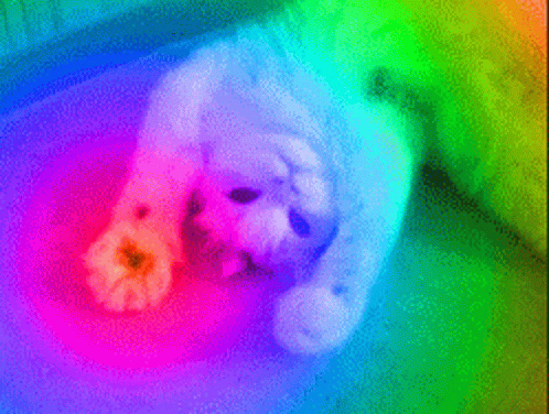 Colorful cat rainbow waves