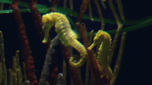 Seahorses Swimming GIF - Seahorse GeorgiaAquarium Animals - Discover