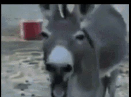 Donkey Shouts GIF - Donkey Shouts Yell - Discover & Share GIFs