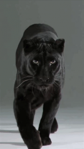 gitd black panther