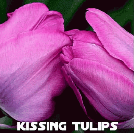 Kissing Kisses GIF - Kissing Kisses Tulips - Discover & Share GIFs