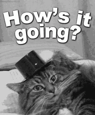 Hows It Going GIF - HowsItGoing Cat Hat - Discover & Share GIFs