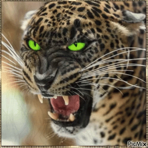 Leopard GIF - Leopard - Discover & Share GIFs