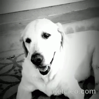 Labrador Gifs Tenor