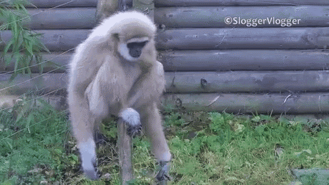 Gibbon Wiggle GIF - Gibbon Wiggle Monkey - Discover & Share GIFs