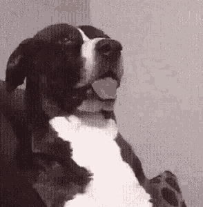 Dog Huh GIF - Dog Huh What - Discover & Share GIFs