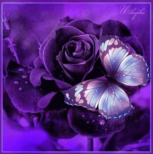 Butterfly Rose GIF - Butterfly Rose - Discover & Share GIFs