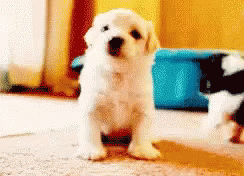 Puppy GIFs | Tenor