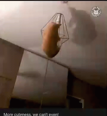 Chandelier Gifs Tenor Cat Hanging Gif Chandelier Gifs