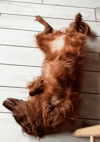 Dog Wag Tail GIF - Dog WagTail Relaxed - Descubre & Comparte GIFs