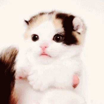 Kitten Cute GIF - Kitten Cute - Discover & Share GIFs