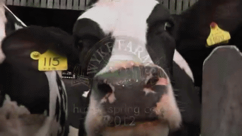 Lickin' It Up GIF - Cow Licking - Discover & Share GIFs