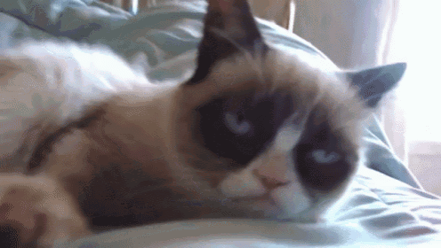 Sleepy Grumpy Cat Gif Cute Sleeping Grumpycat Discover Share Gifs