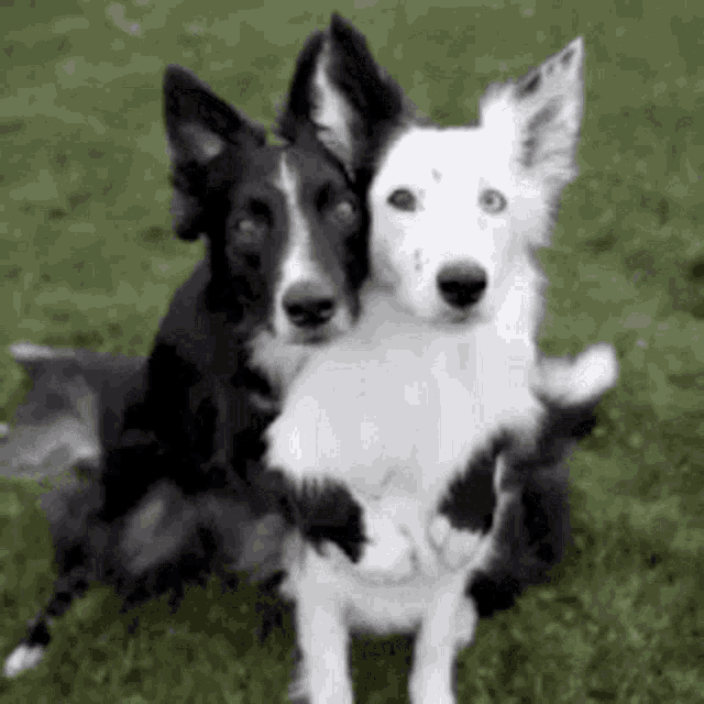 Dog Hug GIF - Dog Hug Hugging - Discover & Share GIFs