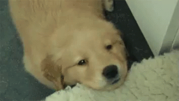 Puppy Has Hiccups GIF - Hiccups CutePuppy CuteAnimal - Discover & Share GIFs Puppy Has Hiccups GIF - Hiccups CutePuppy CuteAnimal - Discover & Share GIFs