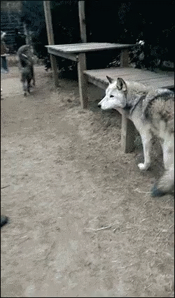 cartoon wolf gifs tenor