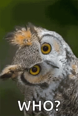 Owl Who Meme GIFs | Tenor