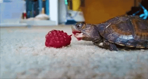 gif turtle eating animal pet raspberry gifs tenor