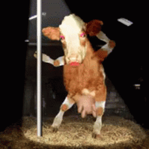Cow Pole Dancing GIFs | Tenor
