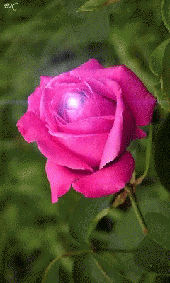 Pink Rose GIF - Pink Rose - Discover & Share GIFs