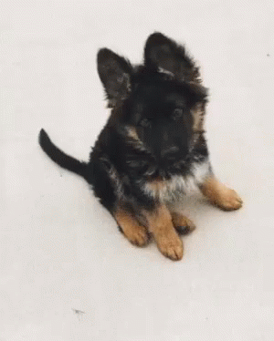German Shepherd GIFs | Tenor