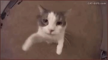 Cat Kisses GIF - Cat Kisses Cute - Discover & Share GIFs