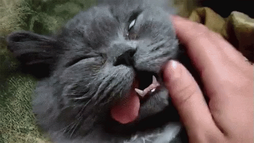 crazy cats gifs tenor