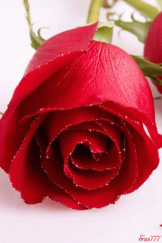 Red Rose GIF - Red Rose - Discover & Share GIFs