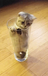 Un chat dans un verre d'eau - GIF