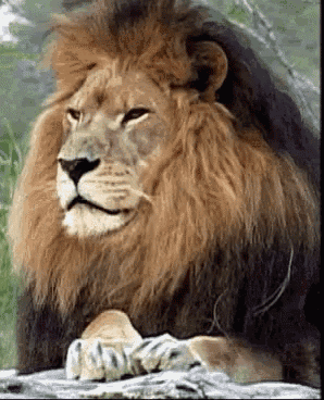 Lion GIF Lion Discover & Share GIFs