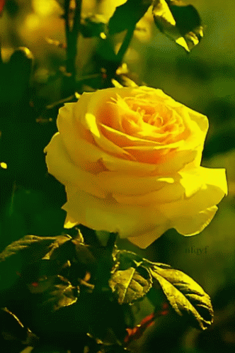 yellow rose gif yellow