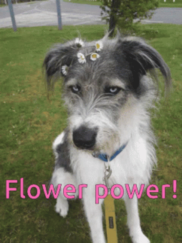 Flower Power Daisy GIF - FlowerPower Daisy Hippie - Discover &amp; Share GIFs