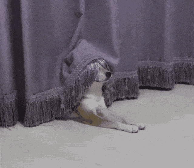tenor.gif