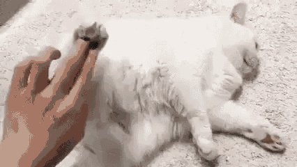 cat glitch gif cat
