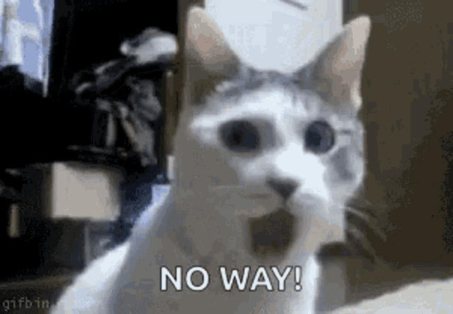 No Way Cat GIF - NoWay Cat Omg - Discover & Share GIFs
