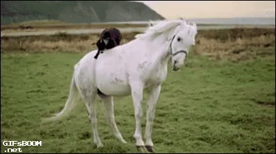 Afbeeldingsresultaat voor white horse gif