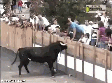 Image result for bull gore gif