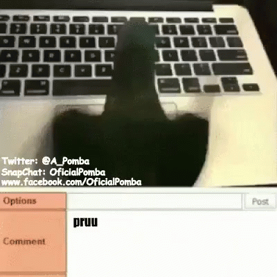 pombo no computador gif pombo pomba computador discover share gifs