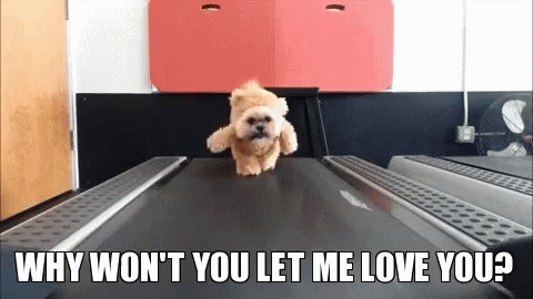 Dogs Let Me Love You Gif Dogs Letmeloveyou Cute Discover Share